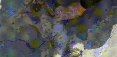 门口来了只脏兮兮的猫,看见宠物猫它满眼卑微,几个月后颜值逆袭 门口来了只脏兮兮的猫,看见宠物猫它满眼卑微,几个月后颜值逆袭