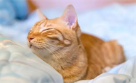 猫咪为什么体温下降很快呢