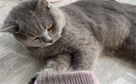猫猫为什么突然掉毛严重