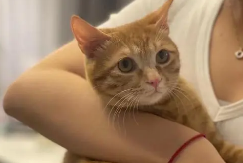 橘猫生了小猫多久会把小猫带回家 橘猫生了小猫多久会把小猫带回家