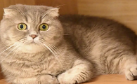 网红端午猫是什么品种的照片