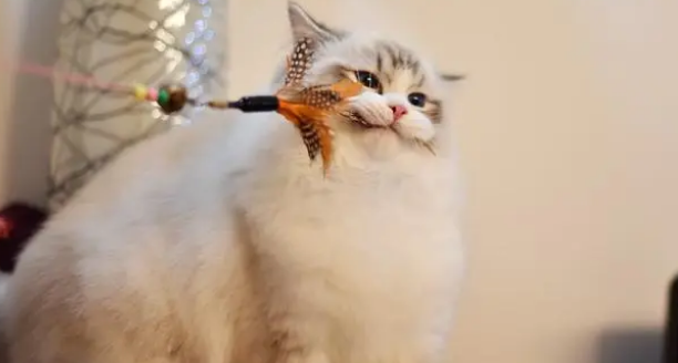 布偶山猫配山猫为什么不行
