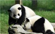 大熊猫是什么类别