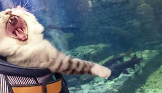 网友带猫主子逛水族馆，看到里面的鱼时，猫主子的表情瞬间亮了！ 