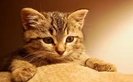 猫咪为什么喜欢睡前哭闹