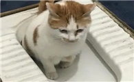 猫咪为什么要跳进厕所呢