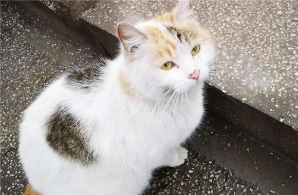 流浪猫捡回来后应该做哪些事 流浪猫捡回来后应该做哪些事