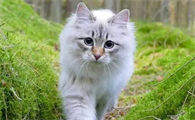 猫咪为什么吃麦皮