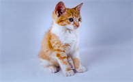 猫咪背对人睡觉代表什么