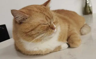 为什么猫咪趴着打呼噜