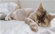 猫咪上身抖动是为什么啊