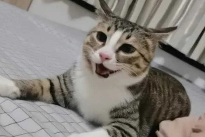 什么是简州猫