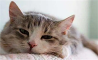 猫咪为什么会呼吸急促发抖呢
