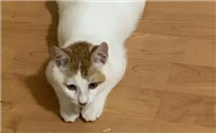 猫咪最近总喜欢趴着为什么呢