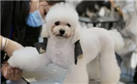 宠物洗护员工作怎么样