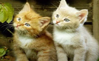 猫咪为什么要带着孩子搬家