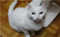猫咪为什么要掉头跑路呢