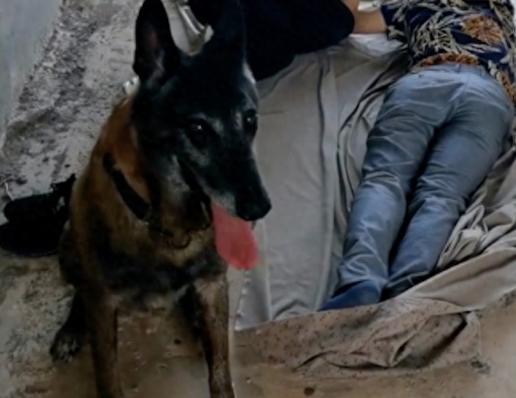 警犬帮忙找到走失3天的男子，被警察奖励一盆鸡腿，汪汪队立大功