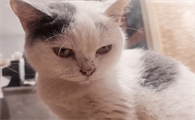 猫咪为什么喜欢让人睡觉的原因