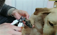 狗狗为什么不想剪指甲