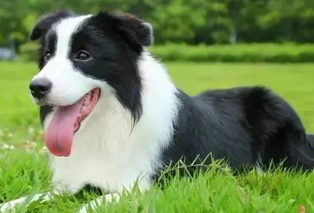 边境牧羊犬是最聪明的狗吗为什么 边境牧羊犬是最聪明的狗吗为什么