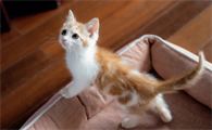 猫咪为什么奶水不够用呢