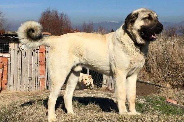 坎高犬和高加索谁大