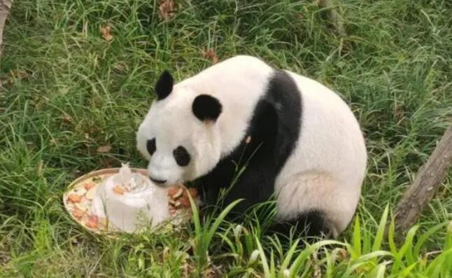 大熊猫爱吃什么?