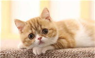 猫咪为什么会突然随便大便呢