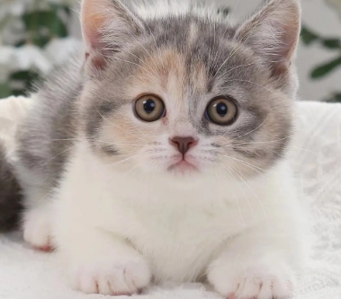 矮脚猫为什么不能养