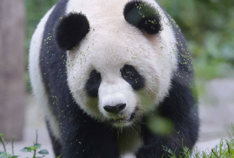 大熊猫的食物是什么