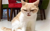 猫咪脾气大是为什么呢