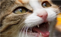 猫咪为什么会用牙齿啃主人啊