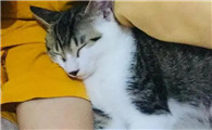 猫为什么咬我手臂睡觉呢