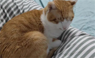 猫咪为什么吃饱舔毛