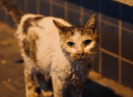 流浪猫进门后不愿意走 流浪猫进门后不愿意走