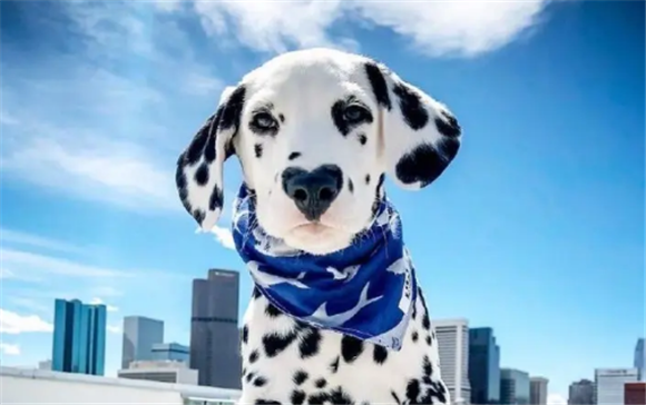 小斑点狗多少钱一只