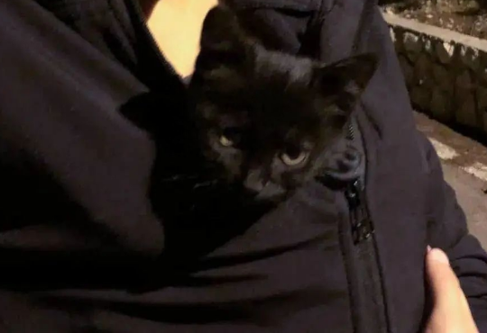小黑猫碰瓷善良的夫妇，一起旅行8个国家！