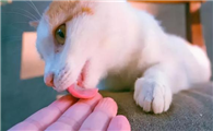 猫咪为什么舔人的手指呢