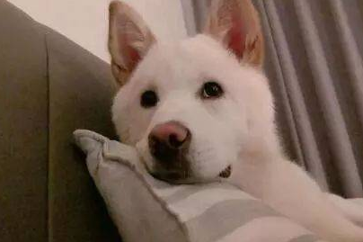 丰山犬吃什么比较好呢？