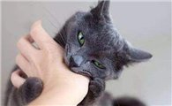 猫咪为什么爱偷偷咬人啊
