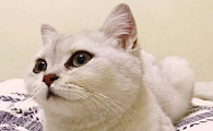 猫咪为什么这么娇气打人