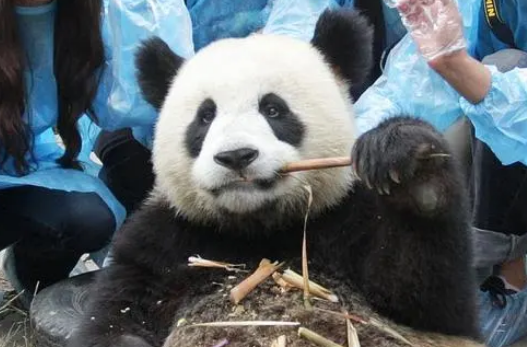 为什么熊猫要认养呢