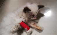 为什么不能捡流浪猫回家