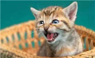 猫咪为什么早上老是叫唤呢