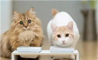 为什么要研究猫咪的心理啊