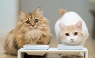 猫咪为什么会在你头上拉尿