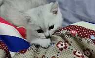 猫咪怎么喜欢咬被子