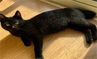 麒麟尾玄猫的厉害