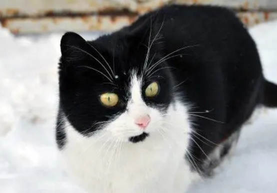 乌云盖雪猫是吉利猫吗